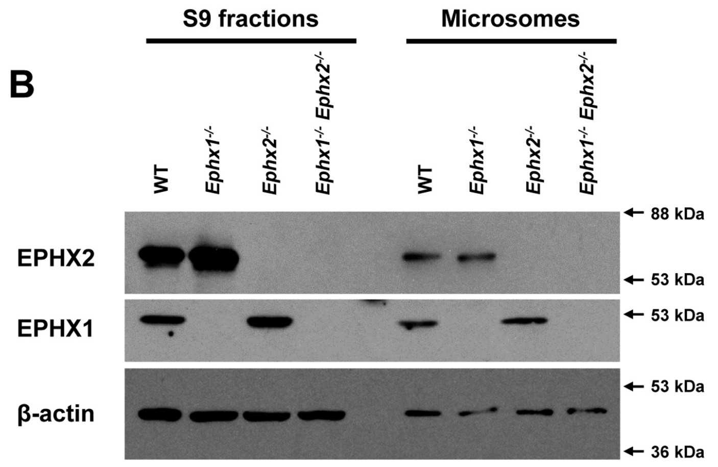 Expression of EPHX1, EPHX2, and β-actin proteins in liver S9 and microsomal fractions.jpg